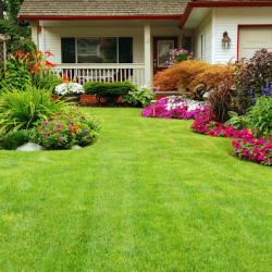 lawn care steps for spring